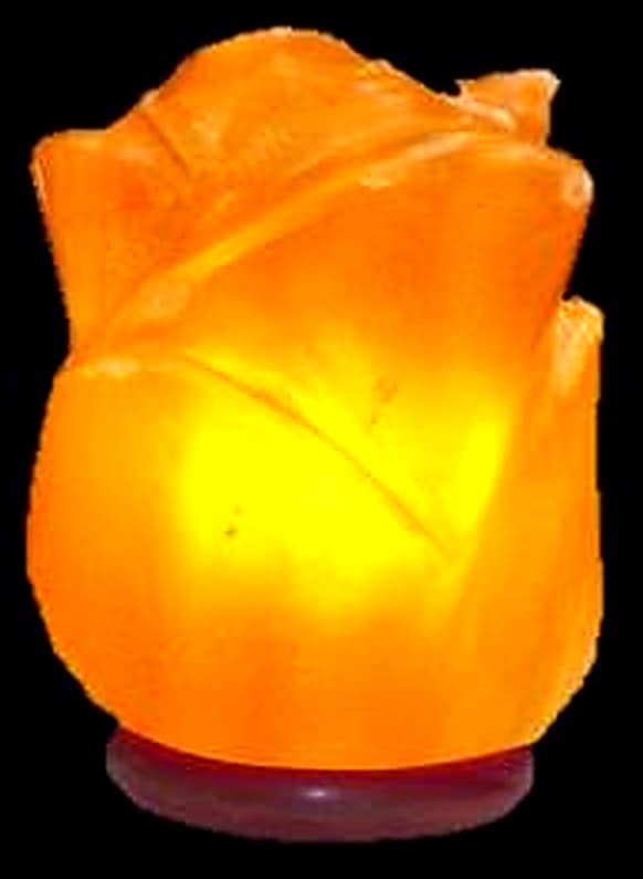 Rose Flower