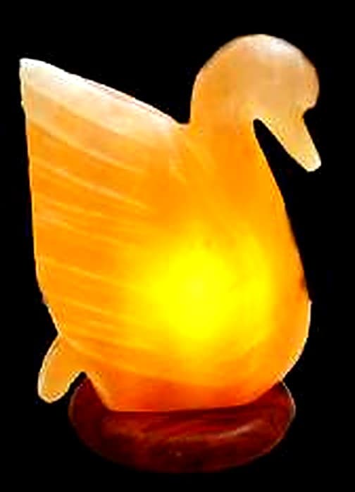 Swan